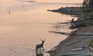 Elk Swim across Lake in Yellowstone