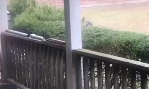 Playful dog literally hugs deer best friend