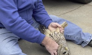 Owl Rescued After Being Stuck in Bumper Bar