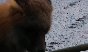 Fox Guest Gets Food