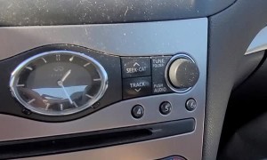 Donkeys Stop Traffic for Game of Tag