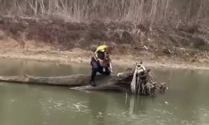Firefighter rescues dog stranded on fallen tree
