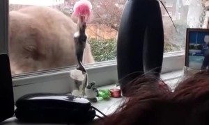 Drummer Kitty Tippy Taps on Window