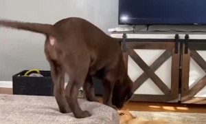 Cute Little Leaping Labrador