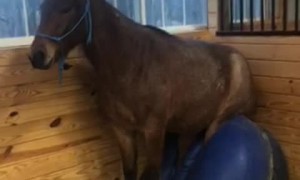 Sitting Horse Annabelle Gives Birthday Wishes