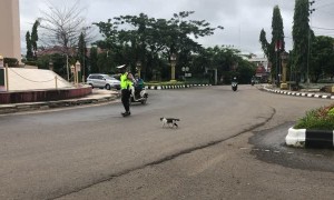 Police Officer Helps Kitty Cross the Street