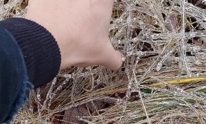 Ice Covered Grass Has Satisfying Crunch