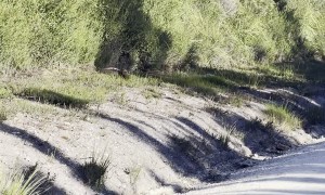 Spotted Quoll Snacking on a Tiger Snake