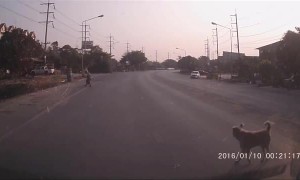 Dog Stops Traffic so Grandma Can Cross Road