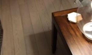 Puppy Plays Never Ending Game of Chase