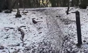 Pheasant Tries to Stop Car From Driving