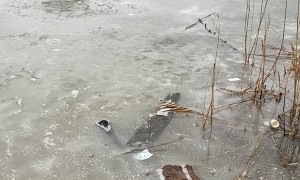 Brave Man Saves Dog That Fell Through Icy Pond