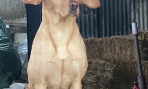 Strong Breeze Turns Doggy into Dumbo