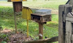 Lady Steps Out of the Way of Raging Bull
