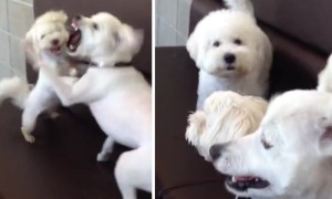 Responsible Brother Breaks Up Playful Puppy Fight
