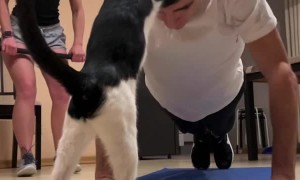 Kitty Interrupts Exercise Routine