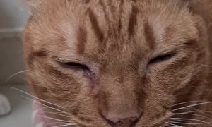 Cat Comandeers Comfy Bed