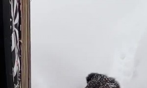 Kitty Struggles to Walk Through Thick Snow