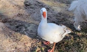 Goose Protects Doggy From Goat
