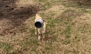 Screaming Goat Has Head Stuck in Container