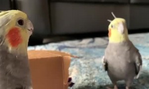 Dommi’s dramatic march to honks is everything