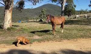 Adorable Puppy Walks Wild Born Brumby Colt