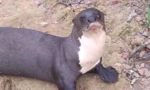 Otter Comes Looking for a Snack