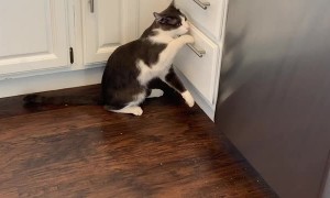 Kitty Claws Open Draw to Find Treat