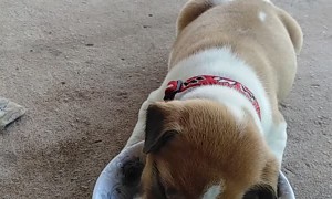 Puppy Eating Falls Asleep with Head in Bowl