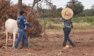 Freed Bull Rewards Rescuers with a Headbutt