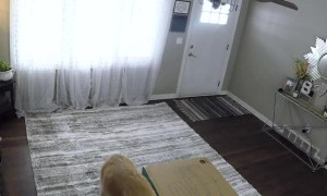 A Man and His Dogs Surprises Wife with New Couch