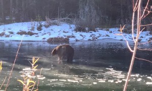 Big Bear Finds Itself on Thin Ice