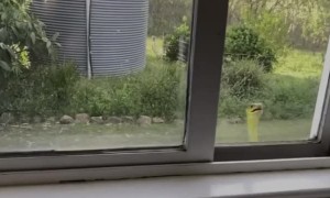 Tree Snake Stares Through Window
