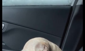 Cold Weather Makes Dog Cranky