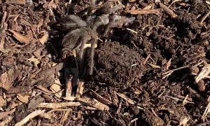 Friendly Tarantula Found Under Foot
