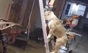 Dog Follows Dad up a Ladder
