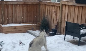 Doggy Spins Excitedly in the Snow