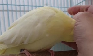 Cockatiel Seriously Loves Scratches