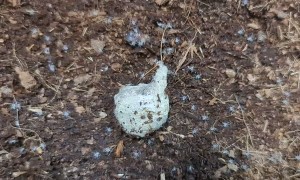 Spider Eggsac Hatches in Hand