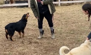 Lemur and Doggies Play Monkey in the Middle