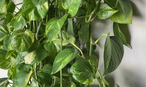 Pet Chameleon Climbs up Golden Pothos