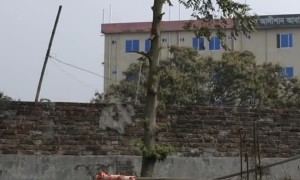 Rescuing A Kitty Who Climbed Too High