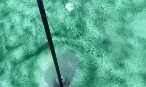 Epic Backyard Chipping Green