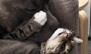 Kitty Clings to Dog Like a Face Mask