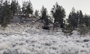 Close up of Montana Bull Elk Herd