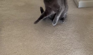 Terry the Cat Isn't a Fan of Cold Weather