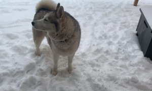 Husky Wants to Stay Outside