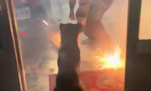 Dog Brings Sparkler Inside