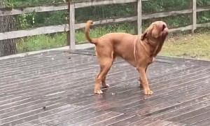 Doggy Tries To Catch Rain