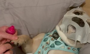 Dog Enjoying a Relaxing Spa Day